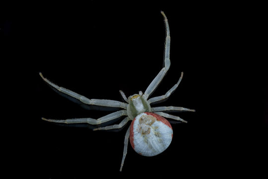 White spide on a black background