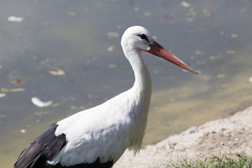 white stork
