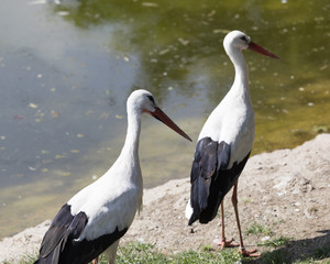 Obraz premium white stork