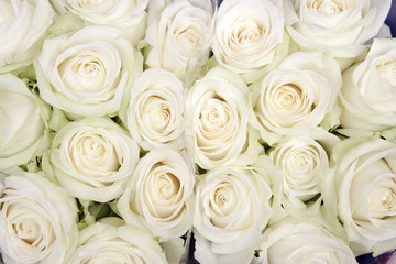 Obraz na płótnie Canvas background of a lot of small beige roses