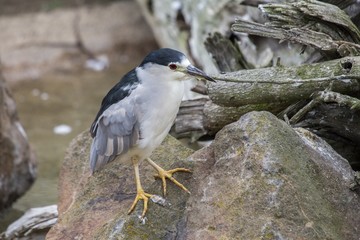 Black-Crowned Night Heron (Nycticorax nycticorax)