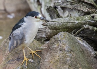 Black-Crowned Night Heron (Nycticorax nycticorax)