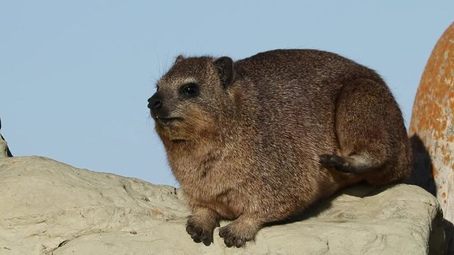 A rock hyrax (Procavia capensis) basking on a rock, South Africa