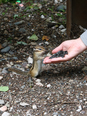 Little Chipmunk eating out of your hand 2.
