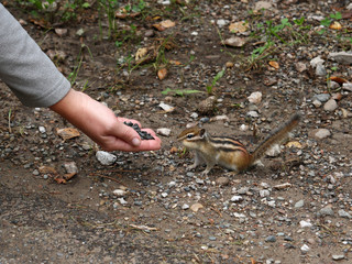 Little Chipmunk eating out of your hand 3.