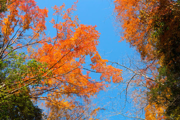 紅葉するカエデ