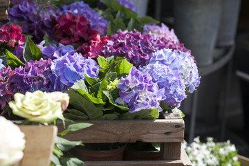 Purple Hydrangea flower (Hydrangea macrophylla) in a garden