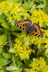 Butterfly small tortoiseshell on yellow flowers.