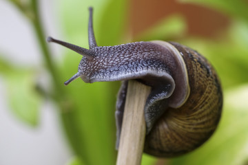 Snail wrapped around a twig in garden comes out of its shell