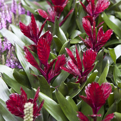 Billbergia Kyoto Bromeliad flowering and ornamental plants. ornamental red color a flowering plant