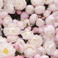 Freshly picked bouquet of peony flowers on display at the farmers market