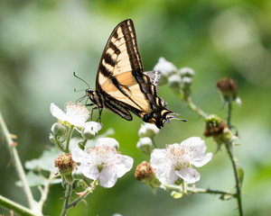 Yellow Swallowtail on a White Flower