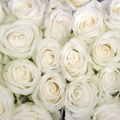 background of a lot of small beige roses