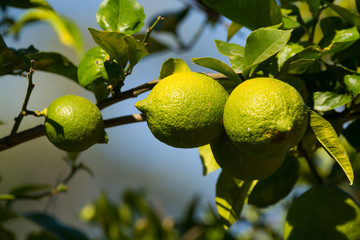Green lemon on the tree