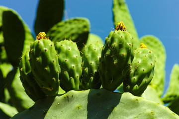 Cactus prickly pear opuntia with unripe green fruits