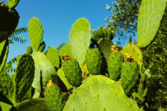 Cactus prickly pear opuntia with unripe green fruits