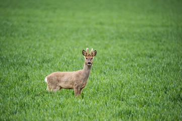 roe buck standing in a wheat field looking at camera