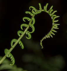 Emerging Ferns