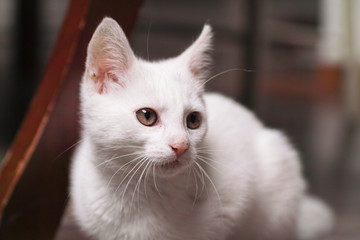 Adorable white kitten