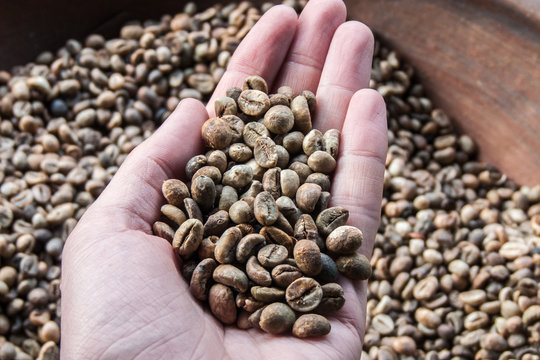 Grains de caf&eacute; Kopi Luwak, Indon&eacute;sie