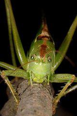 Great Green Bush-Cricket, Great Green Bush Cricket, Tettigonia viridissima
