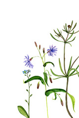 Fototapeta na wymiar watercolor drawing flowers