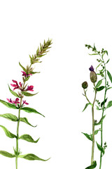 watercolor drawing wild flowers