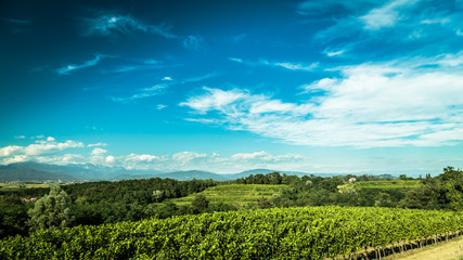 Naklejka premium grapevine field in the italian countryside