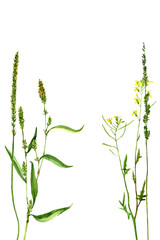 watercolor drawing wild flowers