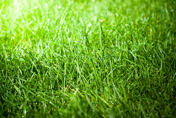 Green grass with rain drops