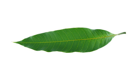 Fototapeta na wymiar Mango leaves