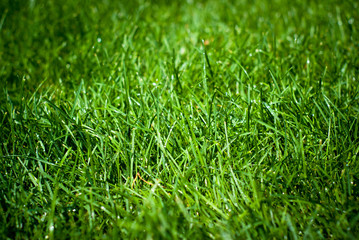 Green grass with rain drops