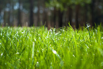 Green grass with rain drops