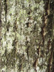 Ecorce d'arbre