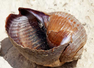 Sea snail (Tonna galea or giant tun) on rock