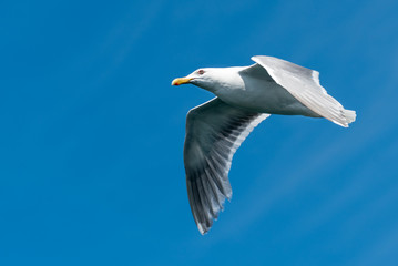 Male Western Gull in Flight
