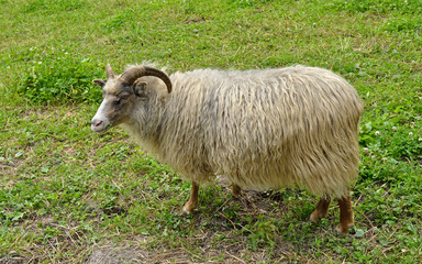 Obraz premium Old Norwegian sheep breed (Villsau). Norway