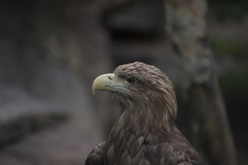 Орлан Белохвост
