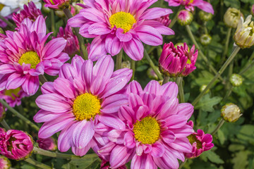 Fototapeta premium beautiful garden flowers