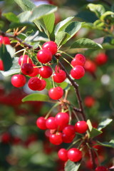 Ripe cultivar cherries in the June garden