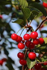Ripe cultivar cherries in the June garden