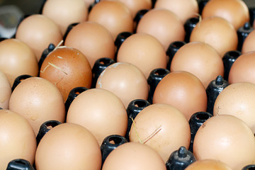 hen eggs for sold in market