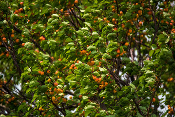 Lonesome apricot tree