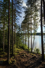 Obraz premium Lush and verdant forest and lake in Finland in summertime in the evening.