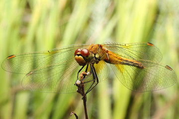 Dragonfly