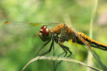 Dragonfly