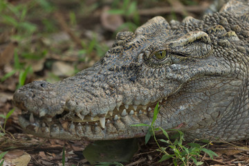 Closeup head Caiman crocodile