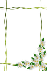  branch of jasmine flowers isolated on white background. spring