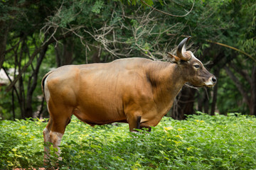 Red gaur standing on field,