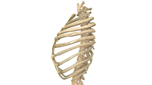 Human Skeleton Ribs Side View